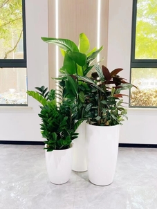 宁波鄞州植物租摆